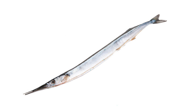 fresh fish garfish isolated