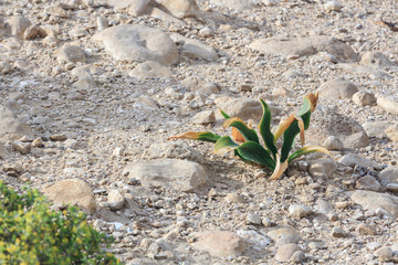 Strange green bush