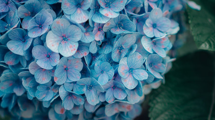 Close up blue hydrangea macrophylla flower in cinematic dark tone 