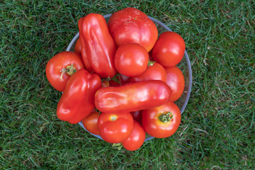 Tomaten in Schale