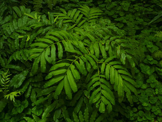 blur background of freshness green fern leavs and mint in garden / tree shrubs for gardening ornamental