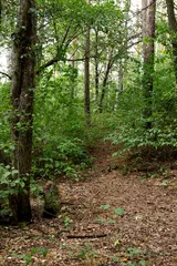 Foto op Plexiglas path in the forest © Nikolaj