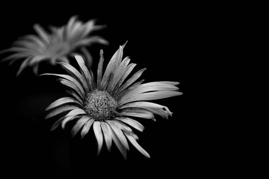 Black and white jerbera flower with dark background