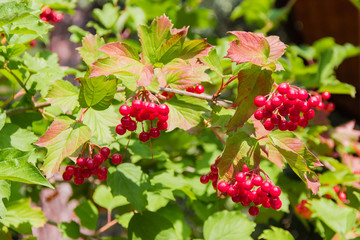 Bush of viburnum with ripe berries and leaves, background