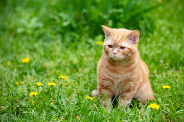 Naklejka na ściany i meble Ginger kitten walks on the grass in the summer garden