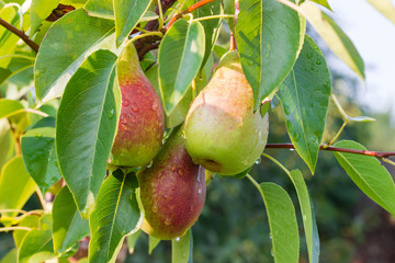 Ripening pears covered with water drops on tree in orchard