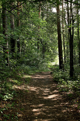 Fototapeta na wymiar path in the woods