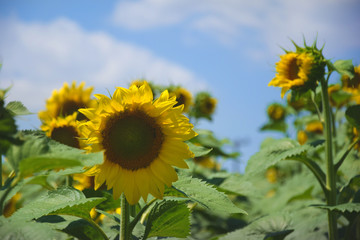 sunflowers, colorful flowers, ecological, biodiesel, energy