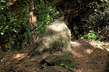 tree in the woods