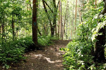 path in the forest