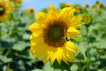 sunflowers, colorful flowers, ecological, biodiesel, energy