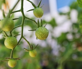 Water droplets on tomatoes