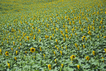 sunflowers, colorful flowers, ecological, biodiesel, energy