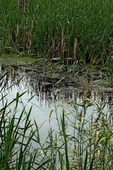 reeds in the water