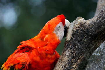 Escalade de perroquet 