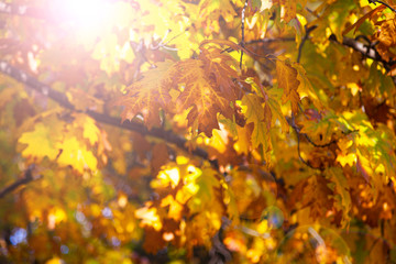 Bright yellow oak leaves in the sunlight