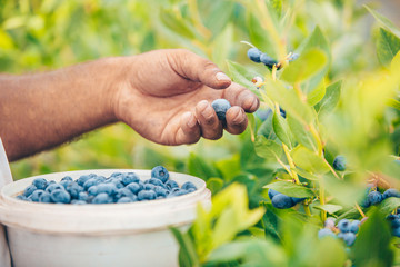 Close up of farmer hand harvesting or picking up blueberries of his huge blueberry farm