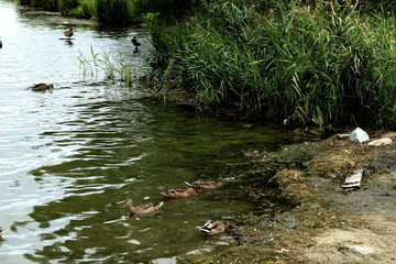 ducks in the river