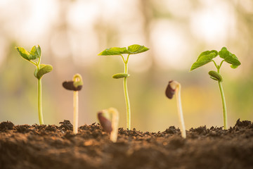 plant growing in morning light green nature bokeh background, new life, business financial progress cultivation. agriculture, horticulture. plant growth evolution from seed to sapling, ecology concept