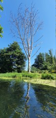 tree in the water