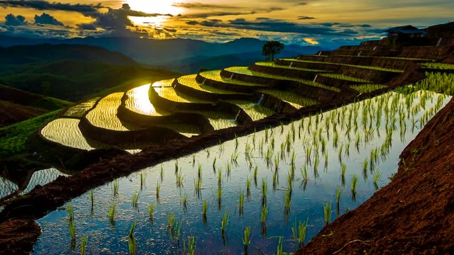 Time lapse video 4K, Sunset over the rice terrace fields reflected in the water at Pa Bong Piang village Chiang mai, thailand.