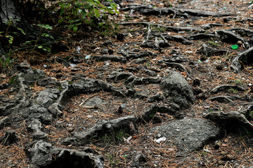 dead tree trunk