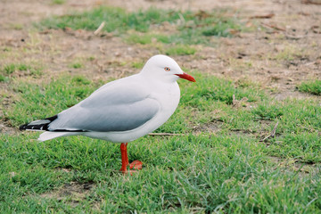 Bird