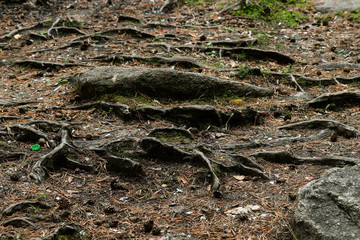 ants on the tree