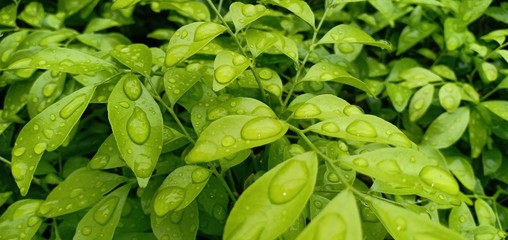 Leaves background and natural water droplets.
