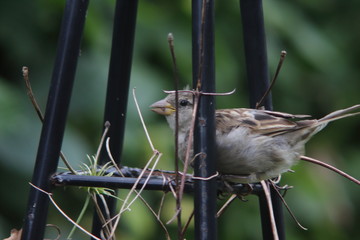female sparrow sitting on a black plant support