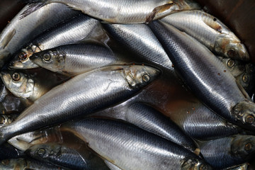 herring floating in a brine in a barrel
