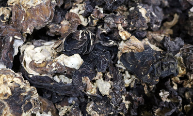 dried morels spring edible mushrooms
