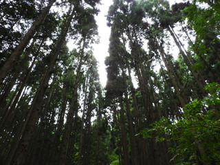 Fototapeta premium 自然