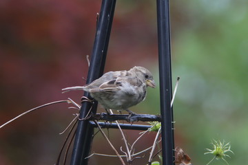 sparrow with a red and green background