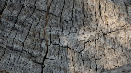 texture old wood brown background