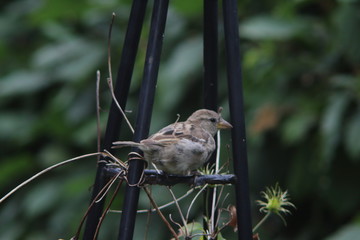 female sparrow sitting on a black plant support