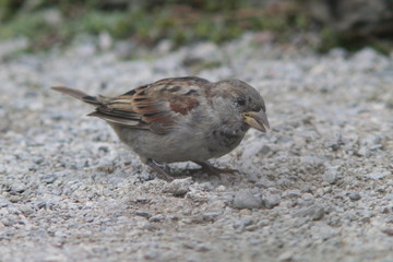 sparrows eating from the ground