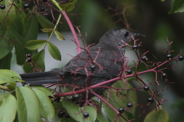 catbird in the middle of berries