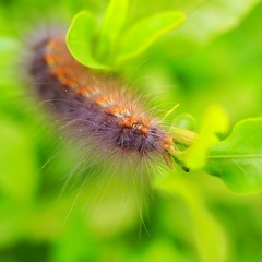 caterpillar on a leaf