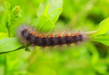 caterpillar on green leaf