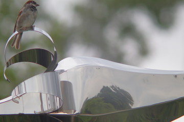 sparrow on a modern shiny sculpture