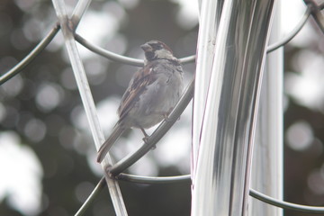 sparrow on a modern shiny sculpture