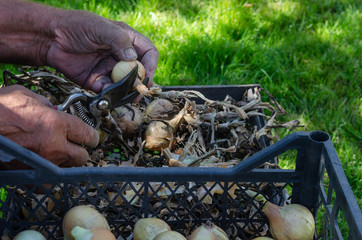Cleaning and pruning onions against a lawn background