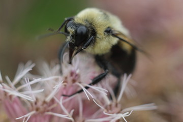 bumblebee on a flower macro