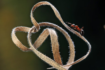 Ant endlessly runs on a dry blade of grass on a dark background. 
