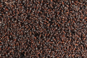 Lots of ants in an anthill. In total chaos, ants run in an anthill.