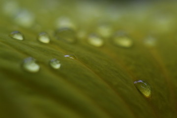 dew on the leaf after the rain