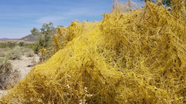 Vine like tan stems of Desert Dodder, Cuscuta Denticulata, Convolvulaceae, native herbaceous parasitic annual plant in the margins of Twentynine Palms, Southern Mojave Desert, Springtime.
