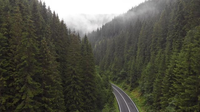 Transylvanian forest in the Carpathian mountains in Romania. Fresh clean air concept.