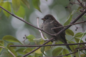 sparrow with branched and bokeh background